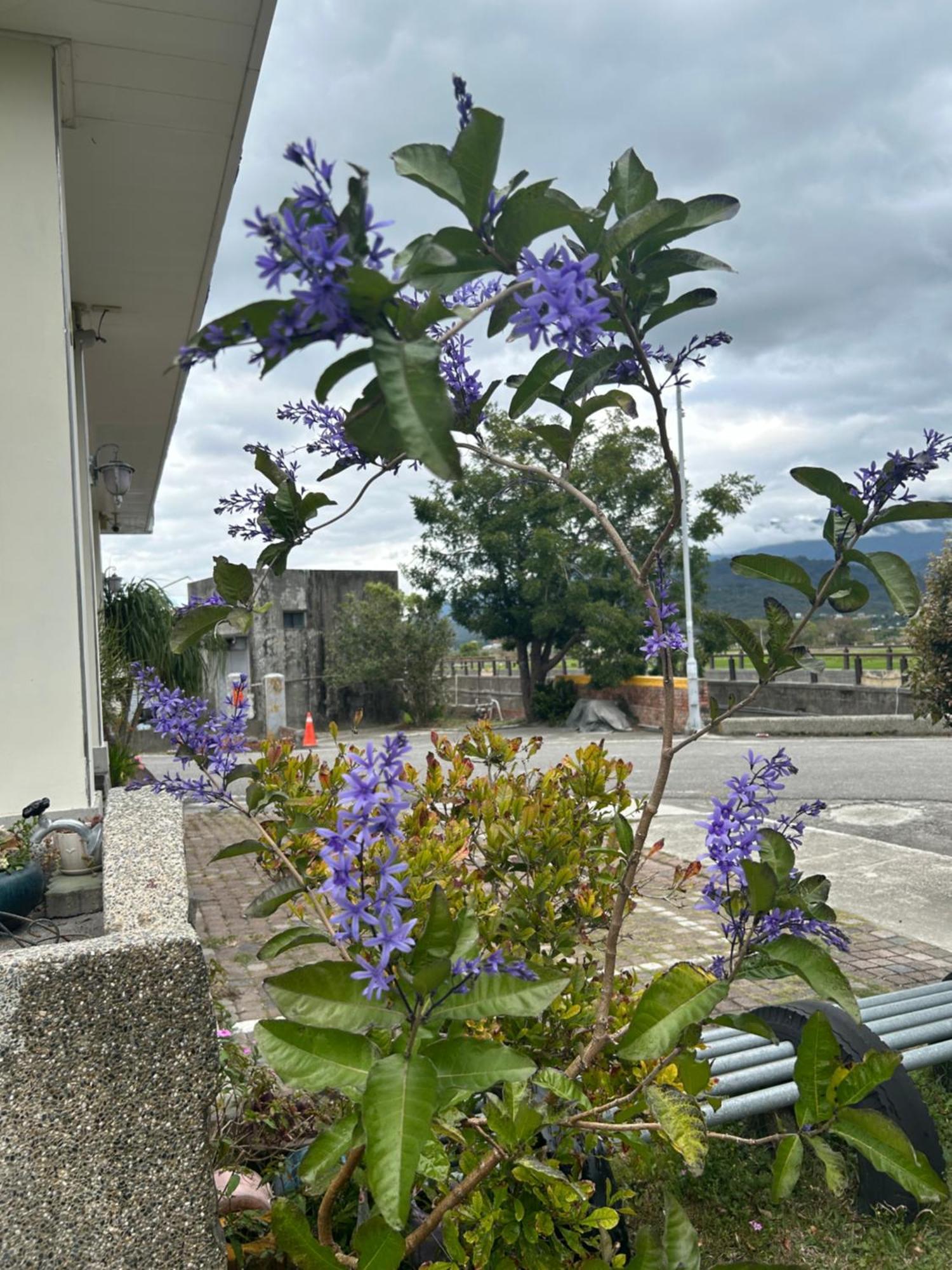Xian Qing Yu Zhi Homestay Чишан Экстерьер фото